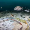 Divers Discover Mesmerizing Roman Mosaic Beneath the Sea icon