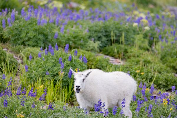 Mountain goat matching the flowers thumbnail