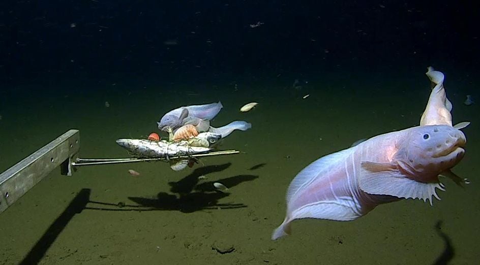 Snailfish swim deep under water