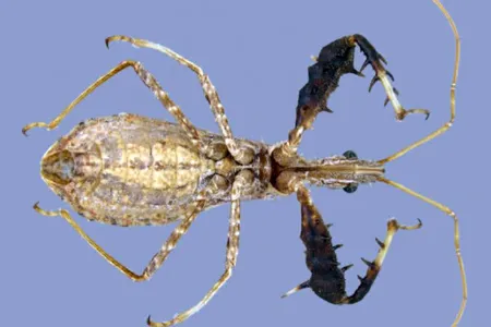 Get a good look at Sinea incognita, a newly recognized species of assassin bug.