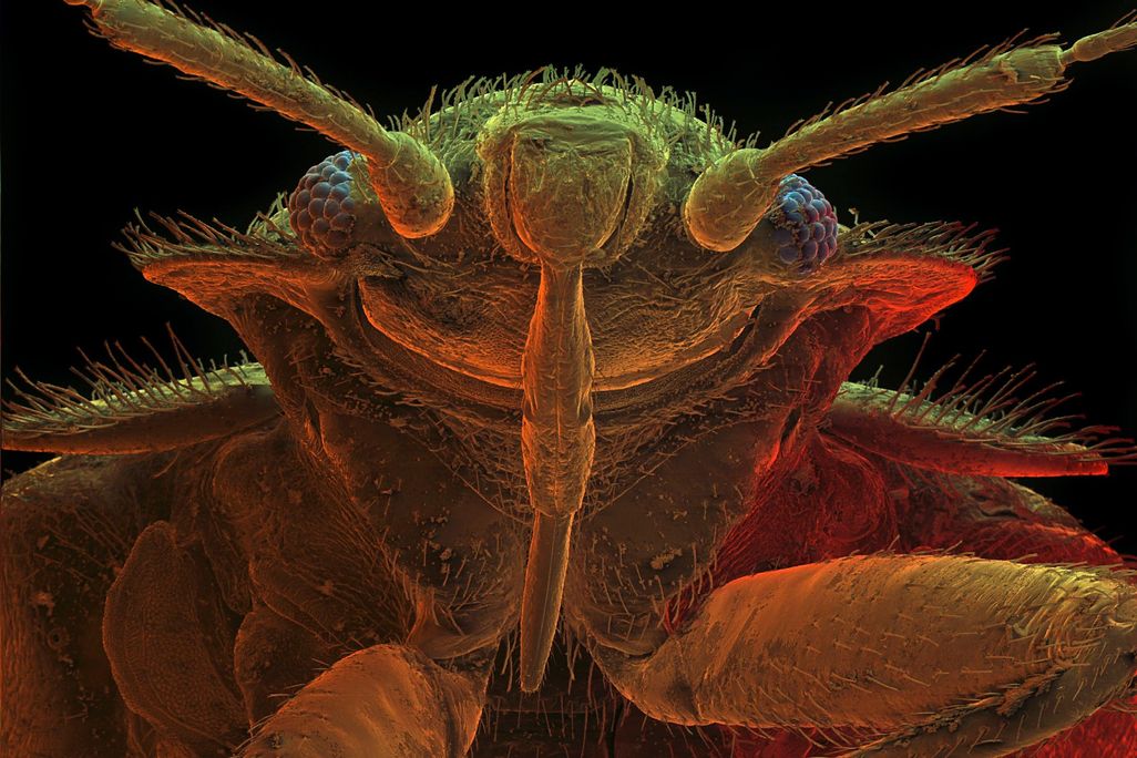 Bed Bug