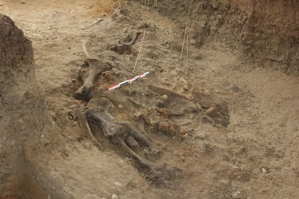 Rhino Bones