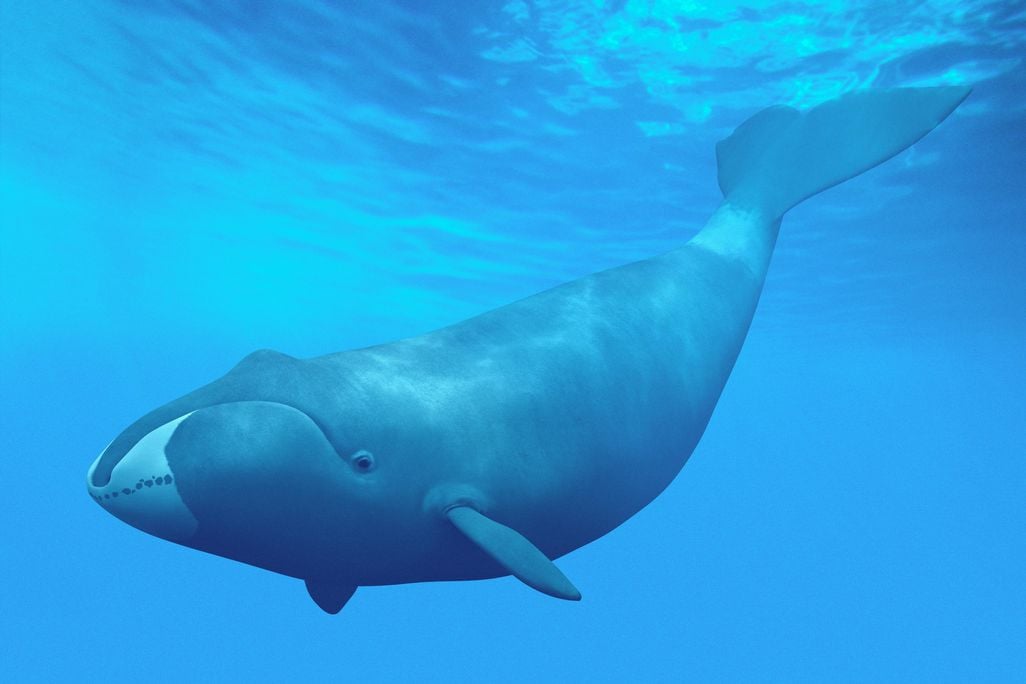 Bowhead Whale