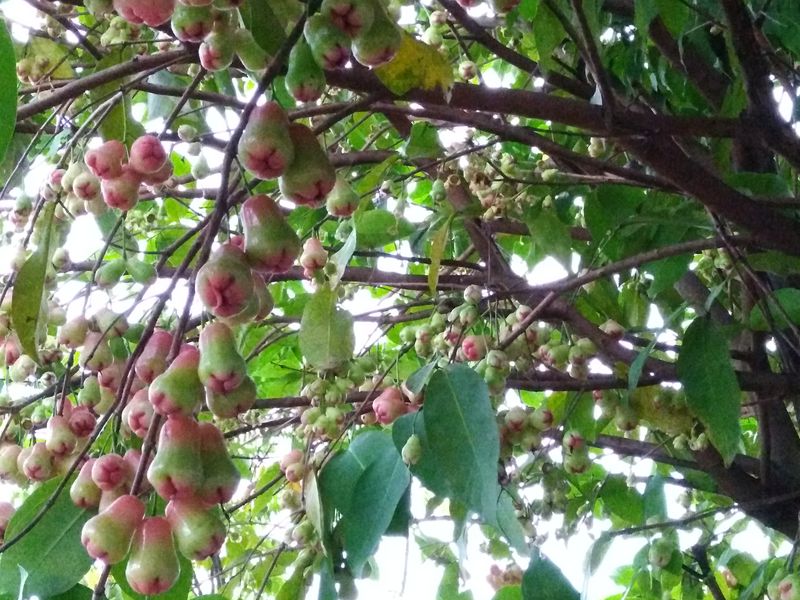 Pink bell fruit in the middle of ripened process Smithsonian Photo