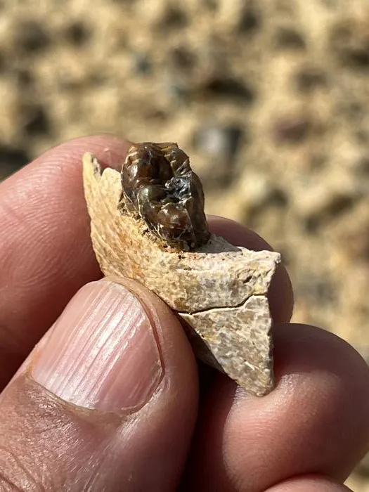fossil jawbone of masripithecus