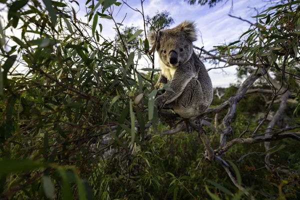 High in the Eucalyptus thumbnail