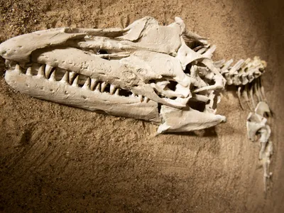 A tan-colored skull and spine sticks out of a sandy surface. The jaws of the elongated skull are studded with sharp teeth that are angled at the viewer.