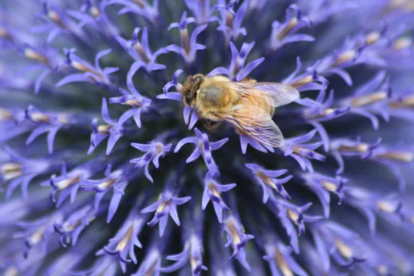 Thistle Bee thumbnail