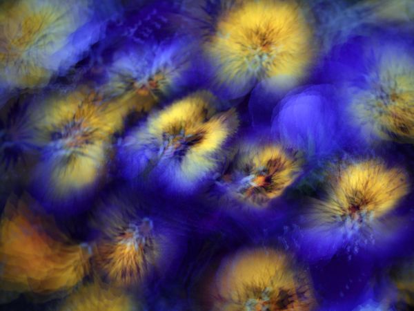 Violas.. thumbnail