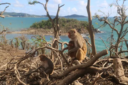 Some 1,500&nbsp;rhesus macaques&nbsp;live a mile off the eastern shore of Puerto Rico on Cayo Santiago.