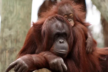 Orangutans may not wean for years, a new study shows.