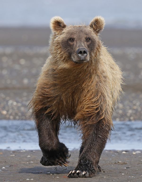 Alaskan Brown Bear on the move thumbnail
