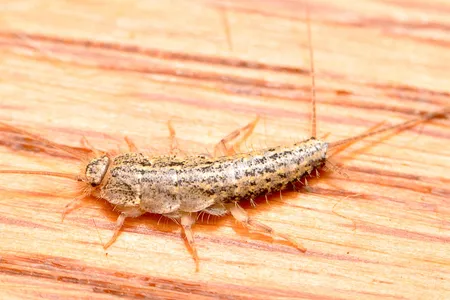 A silverfish