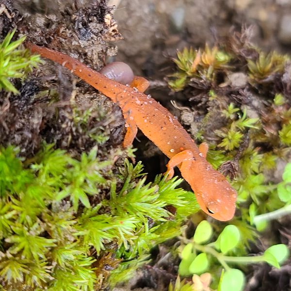 Red spotted newt thumbnail