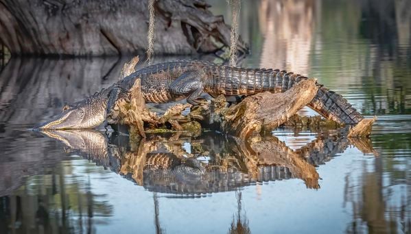 A large alligator rests on a log in Cypress Island Nature Preserve, Louisiana thumbnail