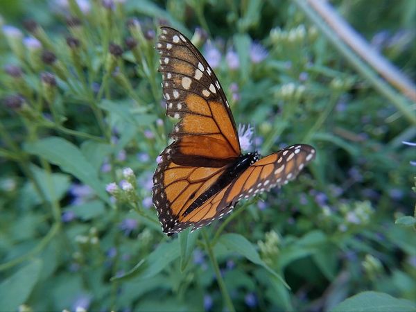 Monarch butterfly perched on flower thumbnail