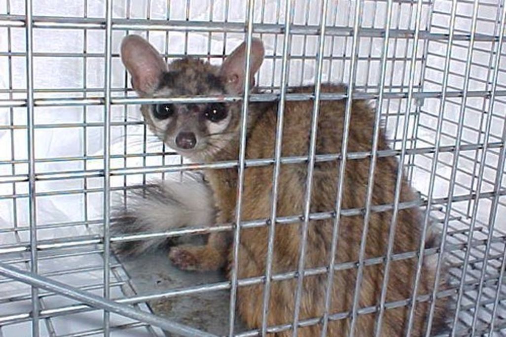 ringtail3.jpg