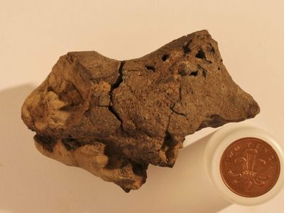 The fossilized brain of an Iguanodon.