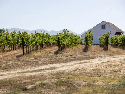 A vineyard in central California that had been irrigated with PFAS-contaminated well water from firefighting foam used for years at a nearby airport.