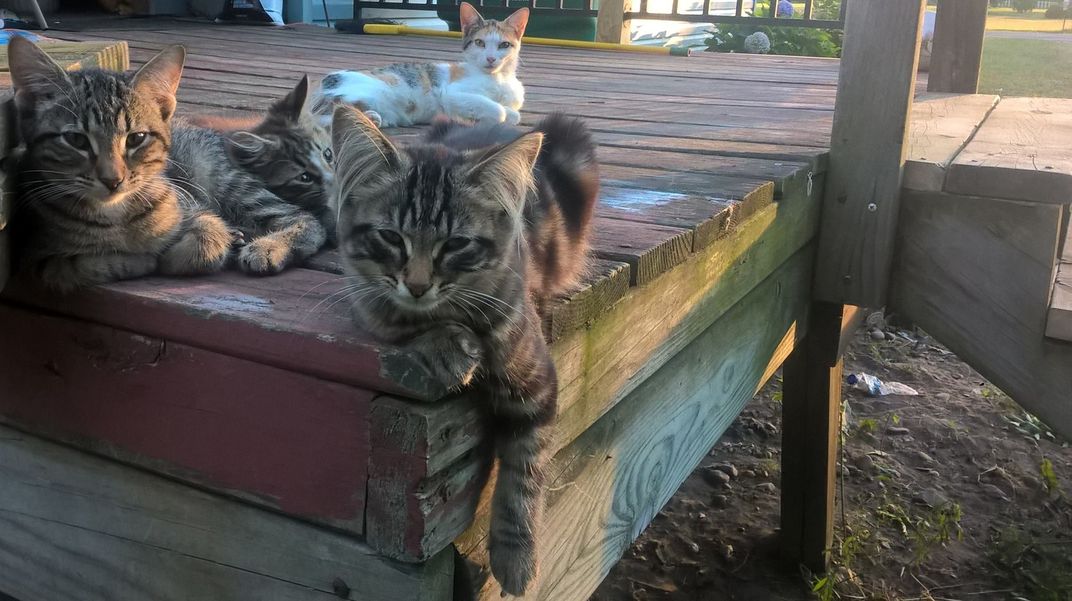 Cats On A Farm 