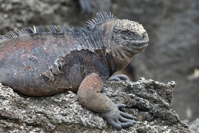 Invasive brown and black rats feed on the eggs of the Galapagos land iguana.