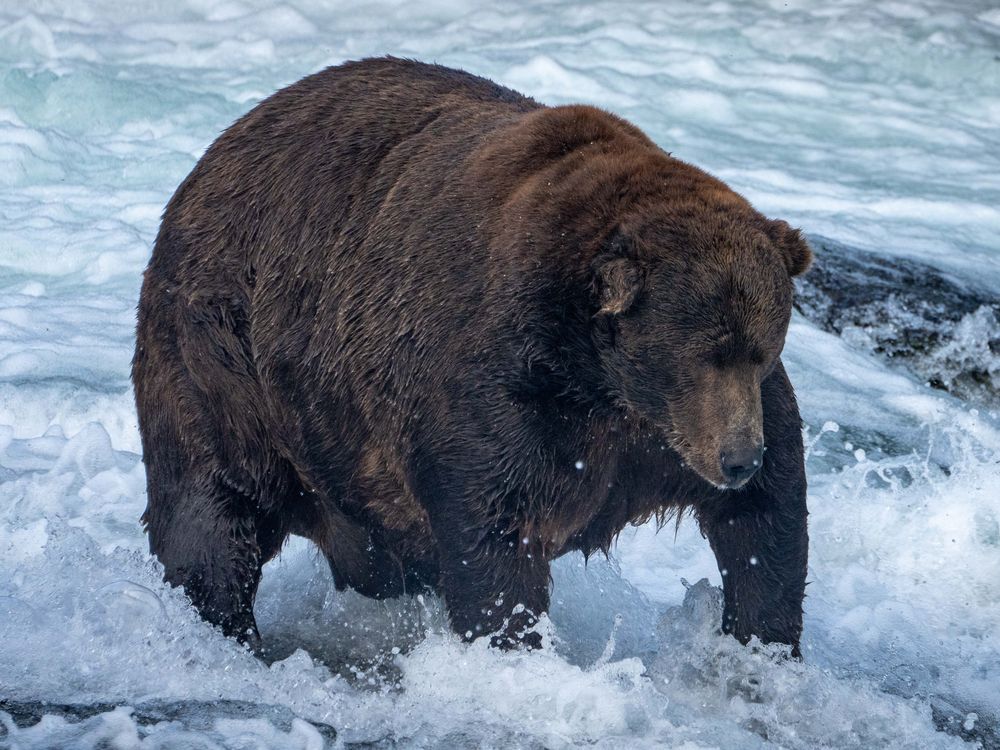 Bear 747 searches for salmon in the Brooks River.