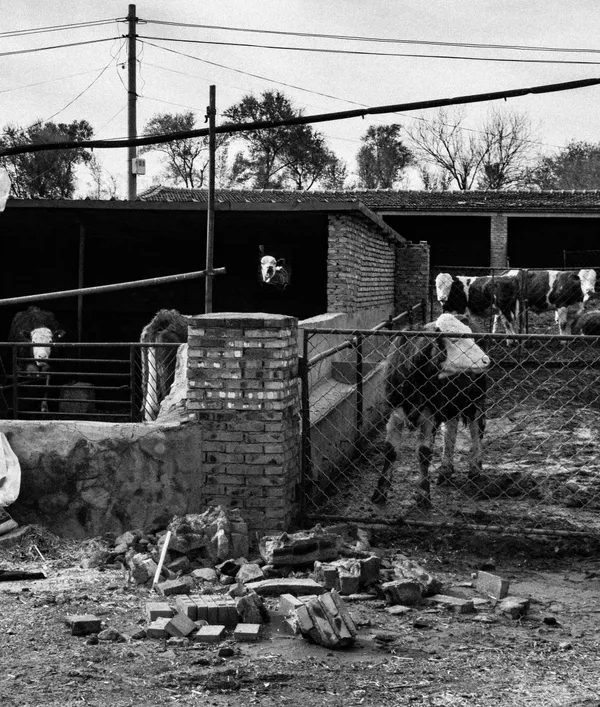 A few cows thumbnail