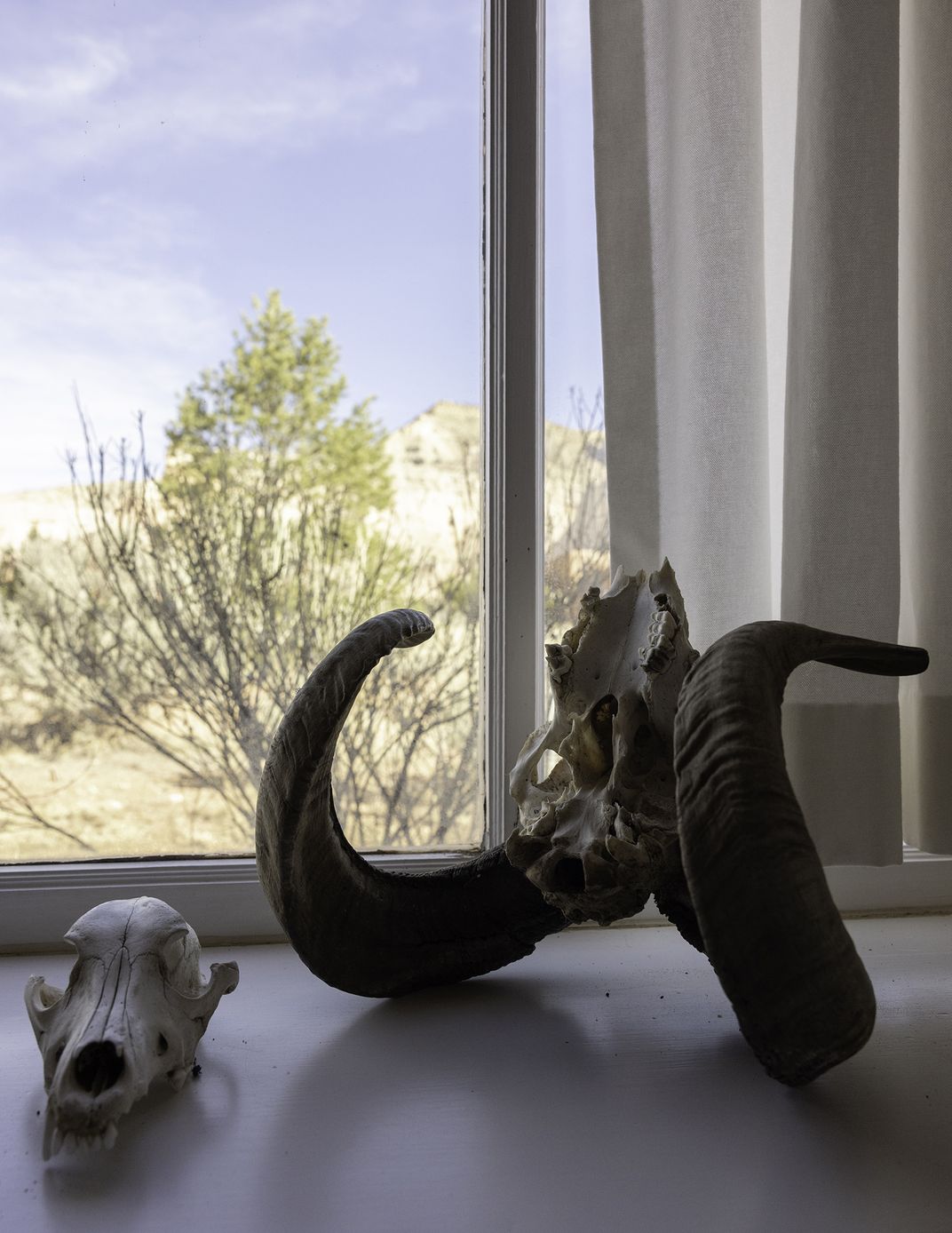 Skulls