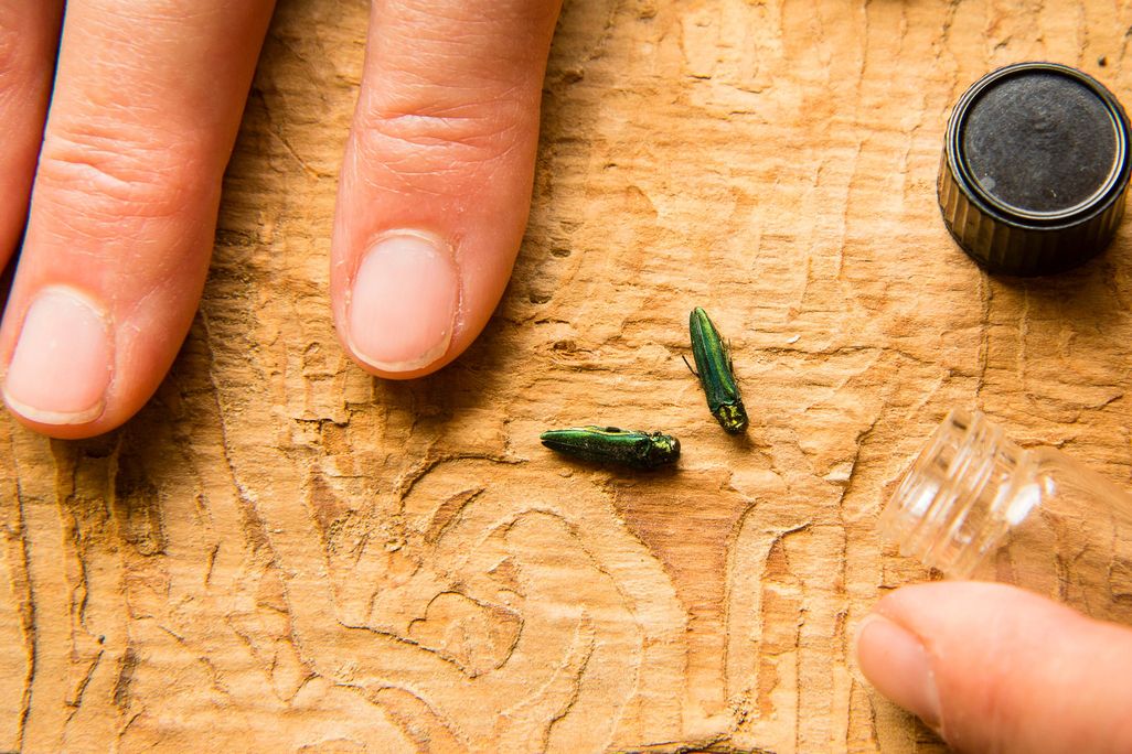 In the upper left corner of the image rest an entomologist's index and middle fingers next to two emerald borer beetles. In the upper right corner, to the bugs' right, rests a bottle cap on the tabletop.