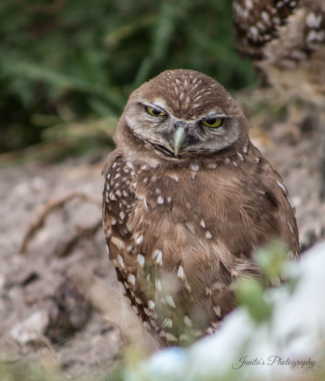 Burrowing Ground Owl Smithsonian Photo Contest Smithsonian Magazine