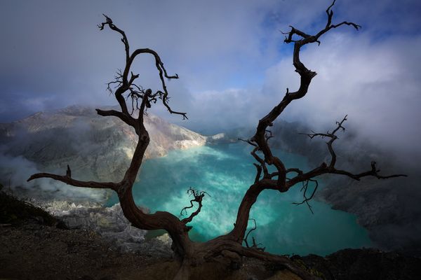Trees at Mt. Ijen thumbnail