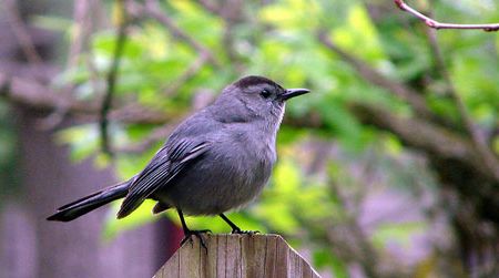 A view of the catbird's seat