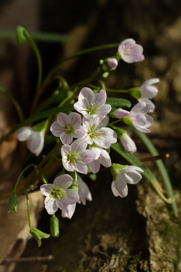 Spring Beauty Flowers thumbnail