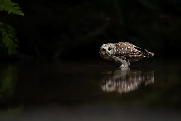 Barred owl in the creek thumbnail