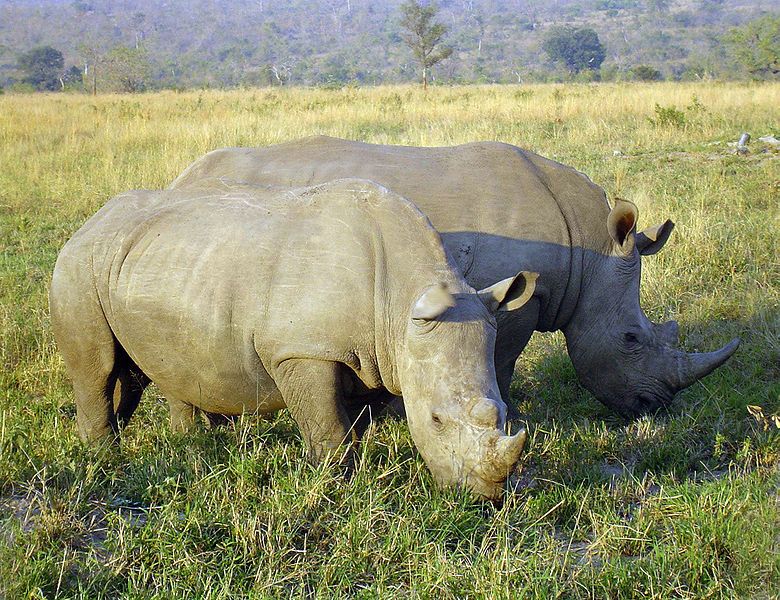 Rhinos