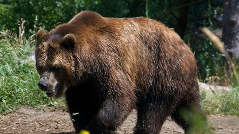 Status of Bears' kick return specialist still unclear
