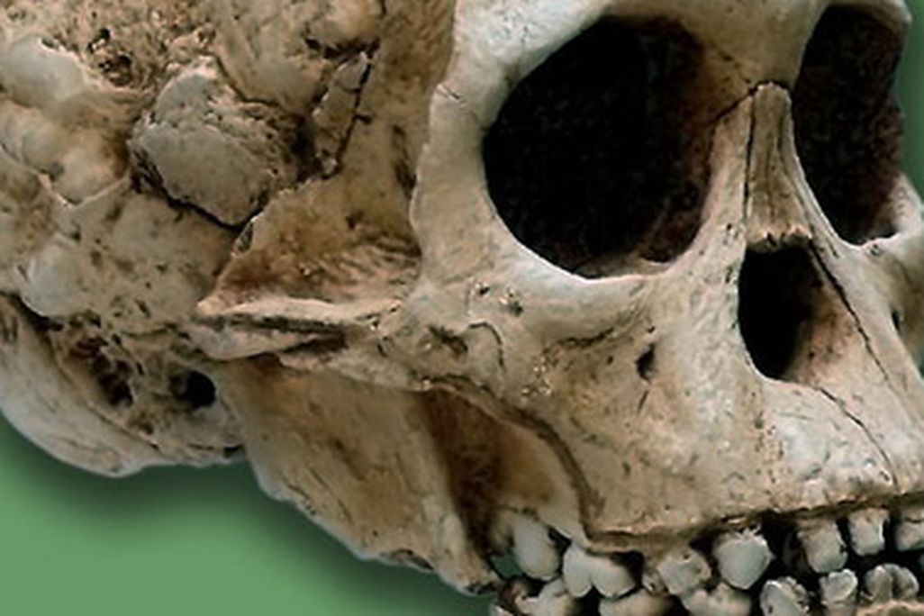 The Taung Child was killed by an eagle about three million years ago.