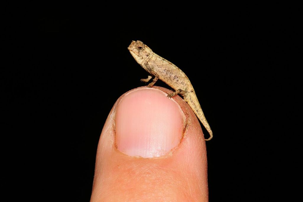 Brookesia nana