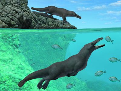 Artistic reconstruction of two individuals of Peregocetus, one standing along the rocky shore of nowadays Peru and the other preying upon fish. The presence of a tail fluke remains hypothetical. 