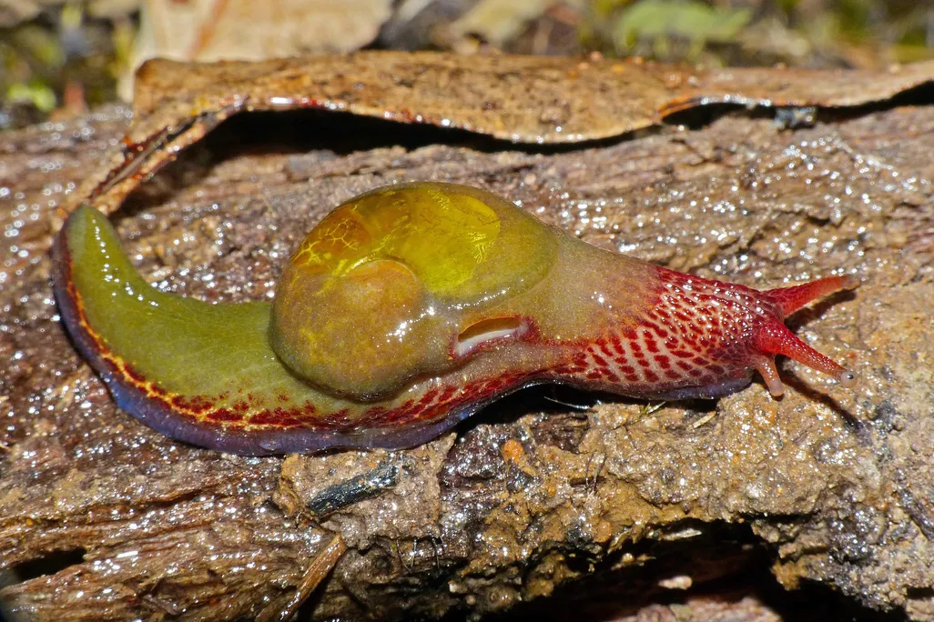 Attenborougharion rubicundus