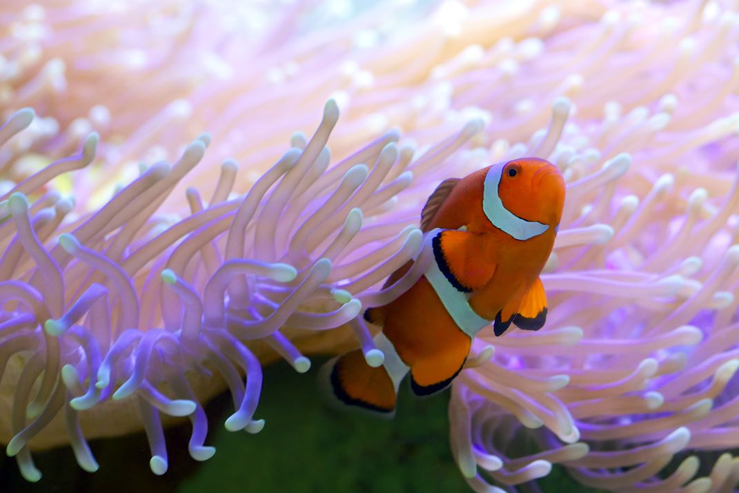 Clown Fish at Hardy Reef, Great Barrier Reef