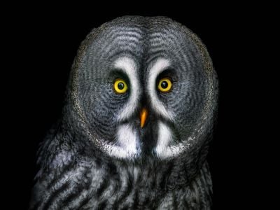 With their eyes nearly front and center, owls don&rsquo;t benefit much from peripheral vision, but their heads can rotate 135 degrees in any direction, giving them a great field of view.