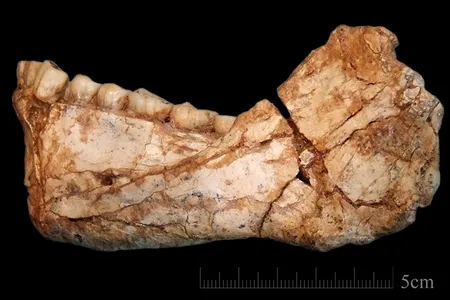 A jawbone from one of the fossils of the earliest Homo sapiens ever found.