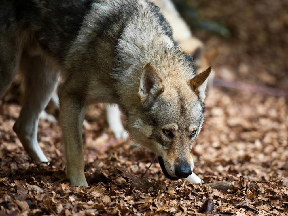 How Accurate Is the Theory of Dog Domestication in 'Alpha'? | Science |  Smithsonian Magazine