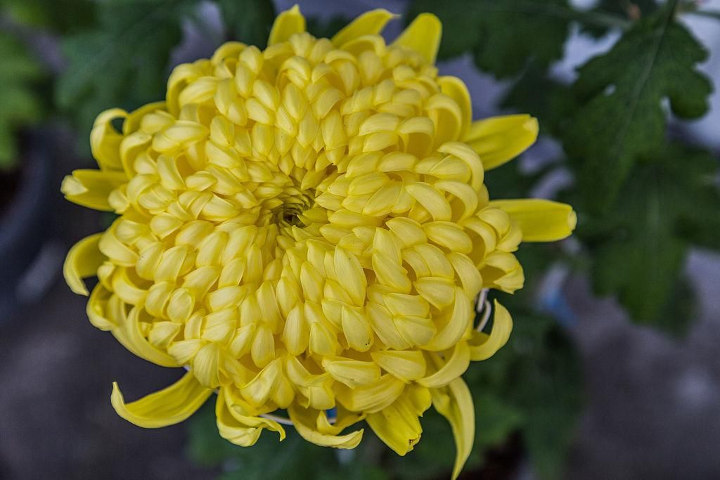 Chrysanthemum