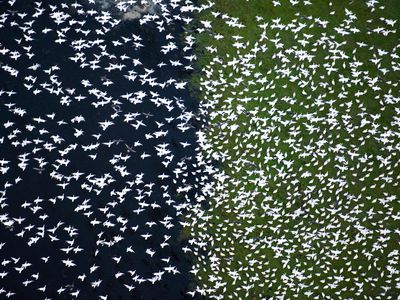 Thousands of migratory birds fly over Northern California in February.