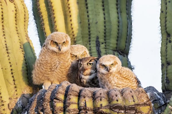 Great Horned Owl Mother and Her Chicks thumbnail