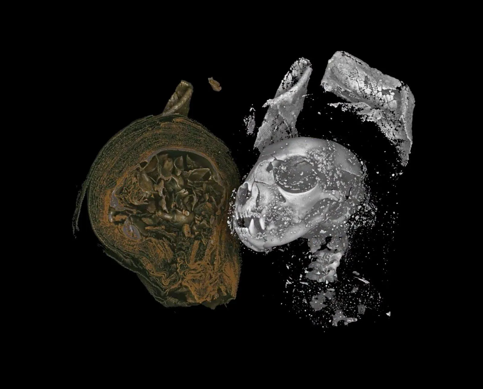 Scientists 'Digitally Unwrap' Ancient Egyptian Animal Mummies | Smart News|  Smithsonian Magazine