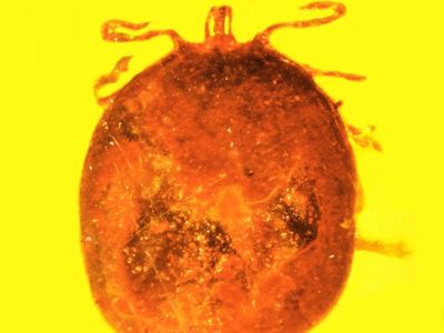 The tick discovered preserved in amber