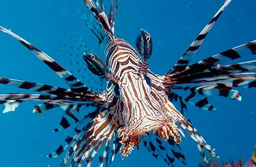 Invasion of the Lionfish | Science| Smithsonian Magazine